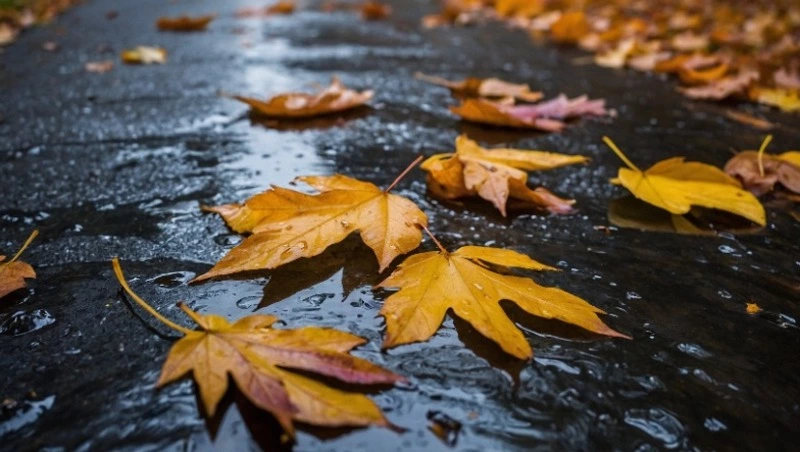 Дожди обрушатся на Сахалин и Курилы 11 сентября