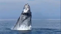 У берегов Итурупа кит устроил показательный прыжок (видео)