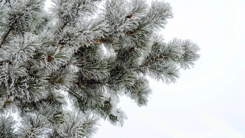 Церковный праздник 25 декабря 2023: что нельзя делать в этот день