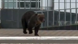 Огромный медведь утром промчался по улицам Курильска 