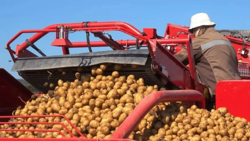 Более 43 тысяч тонн картофеля собрали сахалинские растениеводы