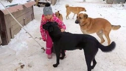 Законопроект, призванный сократить количество бродячих собак на Сахалине, примут до конца года