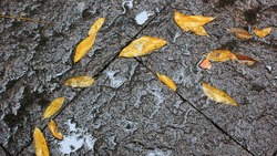 Дождь и порывистый ветер: погода на Сахалине и Курилах 1 ноября