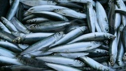 Суточный вылов мойвы на островах на одного человека предложили ограничить 50 килограммами