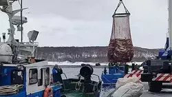 Треску по осени считают