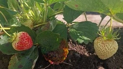 На Итурупе в октябре дозревает клубника