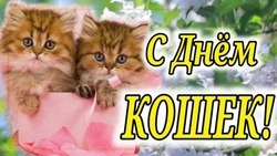 С Днем кошек 2025: милые и прикольные картинки к 1 марта