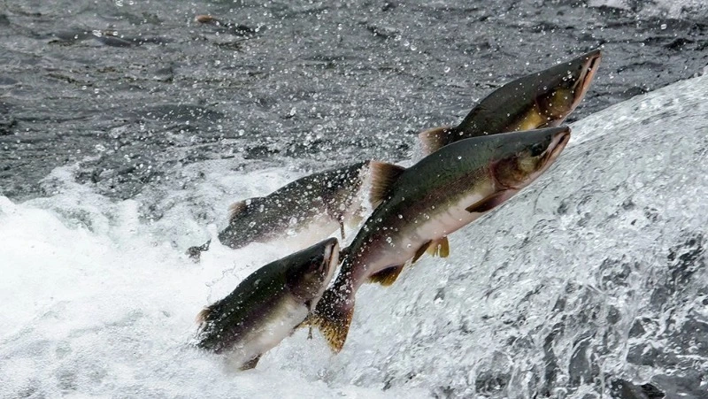 Учёные представили оптимистичный прогноз вылова тихоокеанских лососей 
