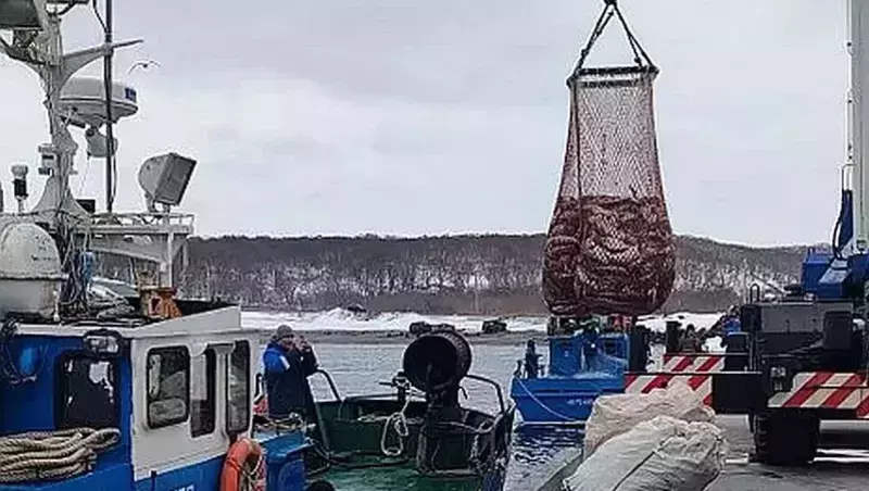 Треску по осени считают