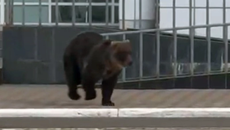 Огромный медведь утром промчался по улицам Курильска