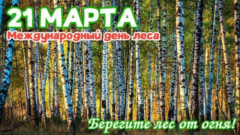 Международный день лесов 2025: яркие и красивые картинки