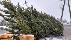 На Итуруп привезли новогодние ёлки с Сахалина