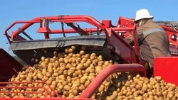 Более 43 тысяч тонн картофеля собрали сахалинские растениеводы