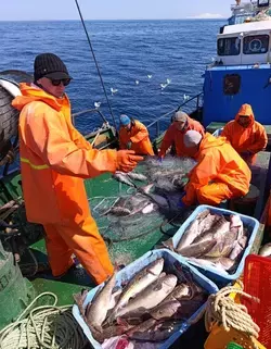 «Курильский рыбак» выловил и сдал на переработку более 130 тонн минтая и трески