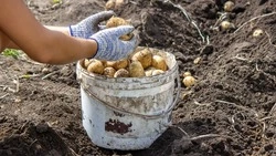 Когда садить картофель в 2024 году: список дат по лунному календарю