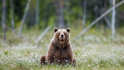 День медведя в России-2024: история, традиции праздника 