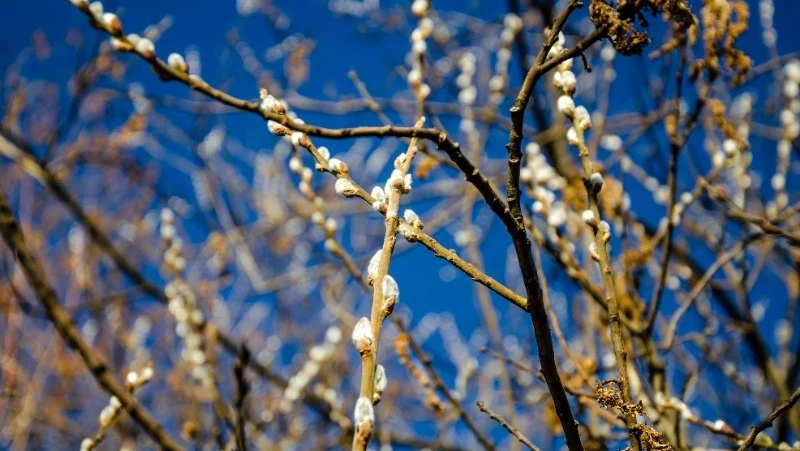 Вербное воскресенье-2024: дата, что нельзя делать в этот день