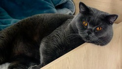 Этот деловой британец покоряет Интернет: что это за кот Тишка