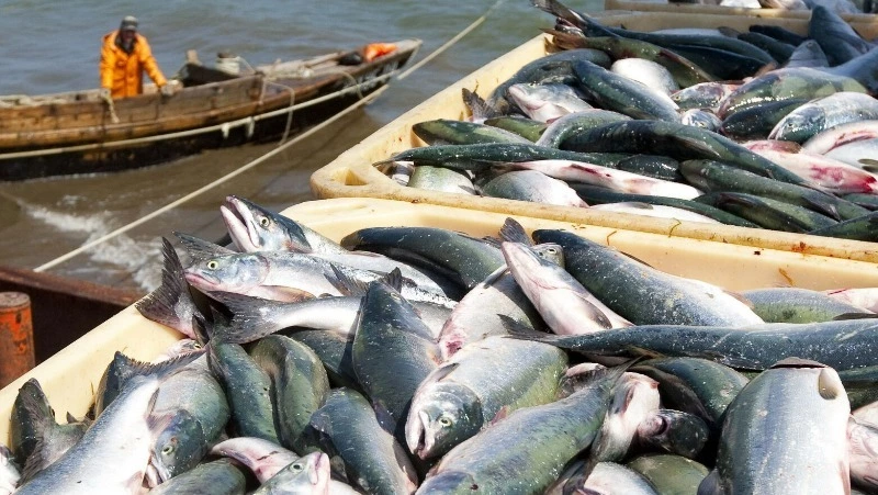 Прогнозы на хорошую рыбалку не оправдались 