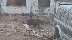 Медведь после спячки прогулялся по селу Горное  