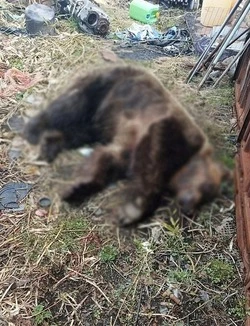 Этот медведь в село Горное больше не придёт 