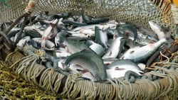 Почти 62 тысячи тонн лосося планируют добыть на островах в 2025 году