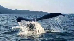 На Итурупе киты показали хвостики (видео) 