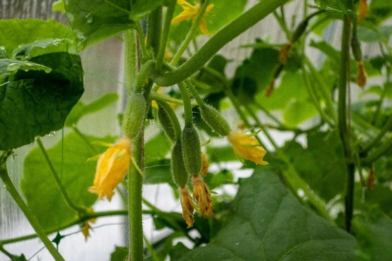 Народный календарь на 5 июня 2024 года. Левон Огуречник поможет в семейных делах