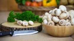 Лучшие методы сушки и маринования грибов: готовим зимние запасы своими руками