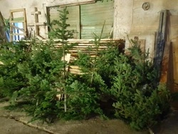 Новогодние пихты на Итуруп привезут с других островов