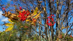 Готовим из красной рябины: яркие осенние рецепты, которые покорят вас