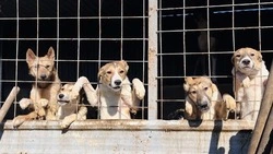 Главам районов дадут особые полномочия в борьбе с безнадзорными животными