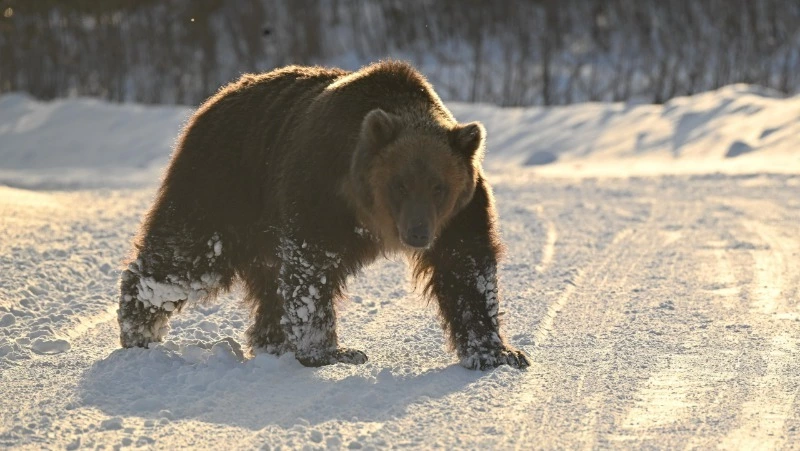 Медведи на Итурупе ещё не впали в зимнюю спячку