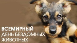 Всемирный день бездомных животных 2024: трогательные картинки