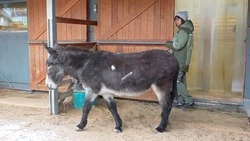 Перевозившего боеприпасы ослика Жорика поселили в Детском зоопарке Москвы