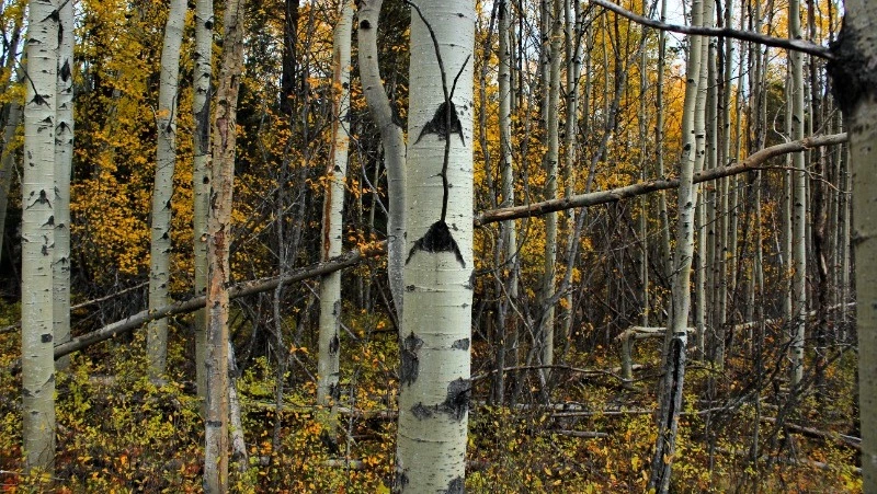 Народные приметы на 11 мая 2024 года: что нельзя делать в этот день