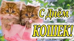 С Днем кошек 2025: милые и прикольные картинки к 1 марта