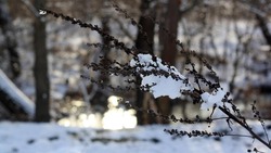 Снег и сильный ветер ожидаются в Сахалинской области 3 декабря 