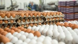 Увеличение производства яиц повлияло на годовую инфляция в Сахалинской области