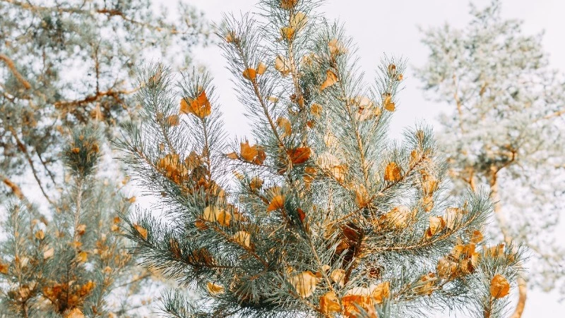Народные приметы на 16 февраля — что нельзя делать в этот день