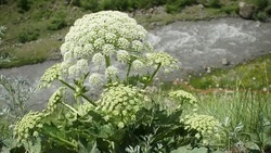 За борщевик на участке владельцев земли привлекут к ответственности 