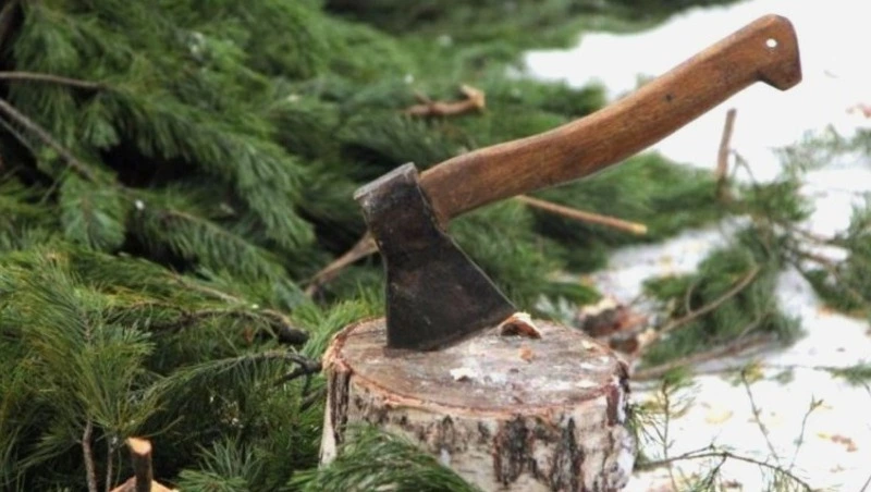  Незаконных рубщиков ёлок будут ловить и строго наказывать