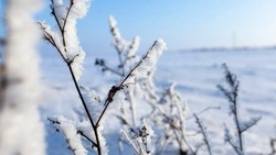 Небольшой снег и 25-градусный мороз: прогноз погоды в Сахалинской области на 25 декабря