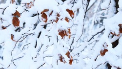 Прогноз погоды в Сахалинской области на 29 ноября