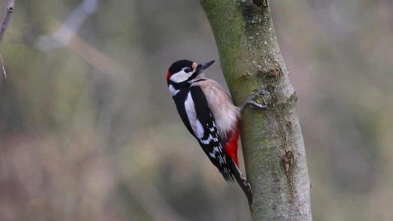 Народные приметы на 8 марта 2025 — что нельзя делать в этот день