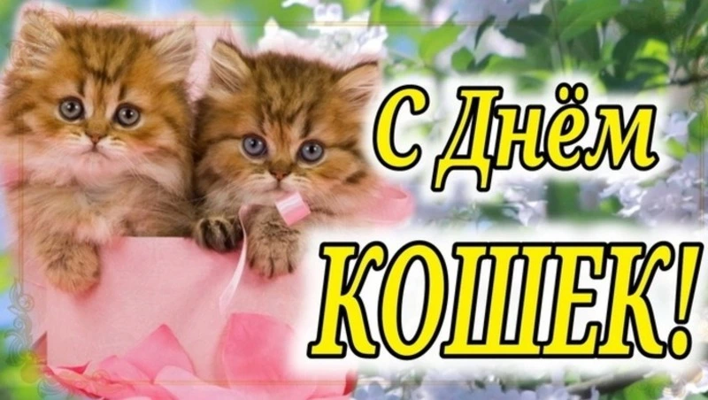 С Днем кошек 2025: милые и прикольные картинки к 1 марта