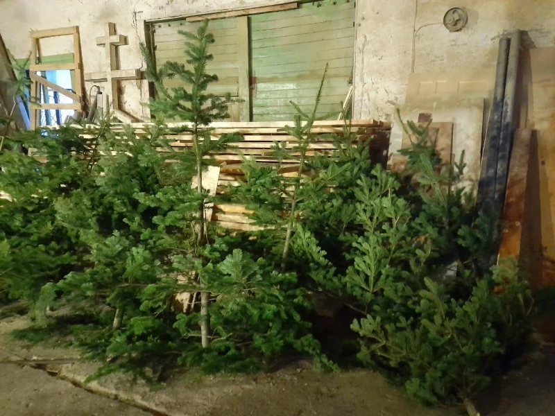 Новогодние пихты на Итуруп привезут с других островов