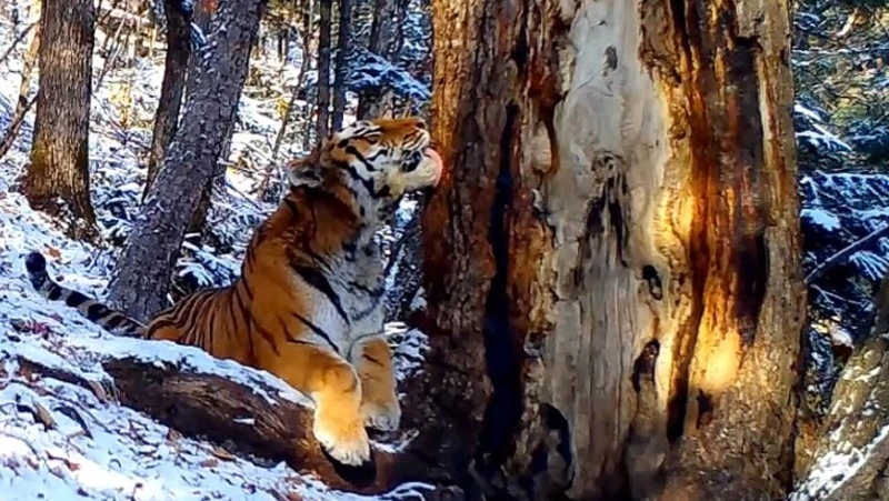 «Любвеобильный» тигр попал на видео на «Земле леопарда» 