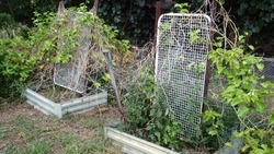 Лунный календарь садовода и огородника на июнь 2024 года: благоприятные дни для посадки