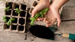 Посевной календарь на февраль 2025 года: выбираем лучшие дни для посадок